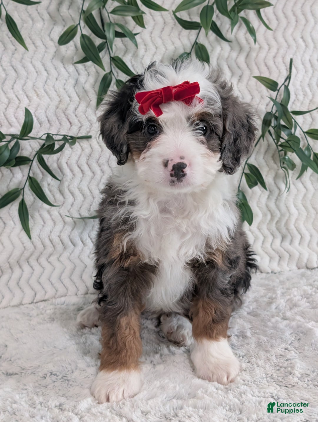 Mini Bernedoodle dogs for sale: Mini Marko  - Ad 7