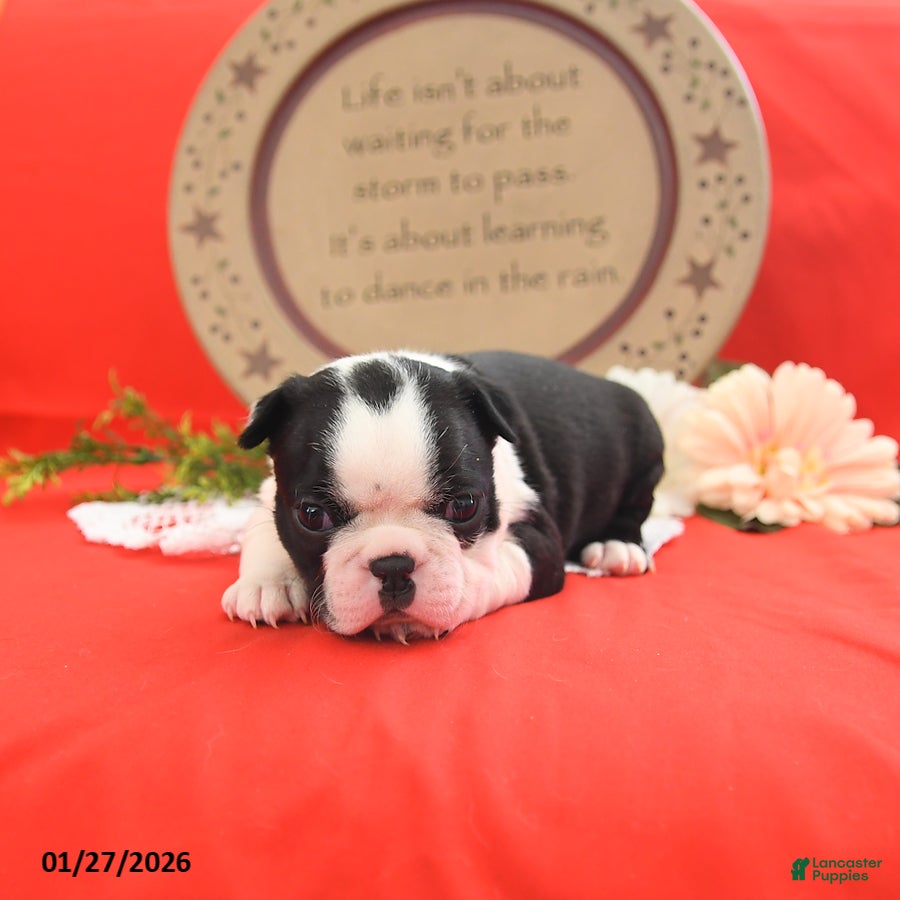 Boston Terrier dogs Ruby - Ad 3