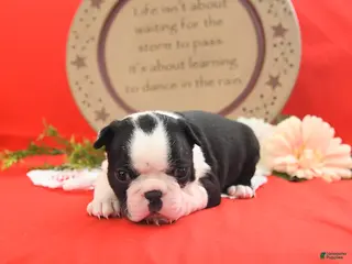 Boston Terrier dogs Ruby - Ad 3
