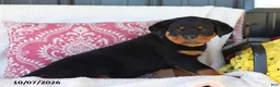 Rottweiler dogs for sale: Jubilee - Ad 3