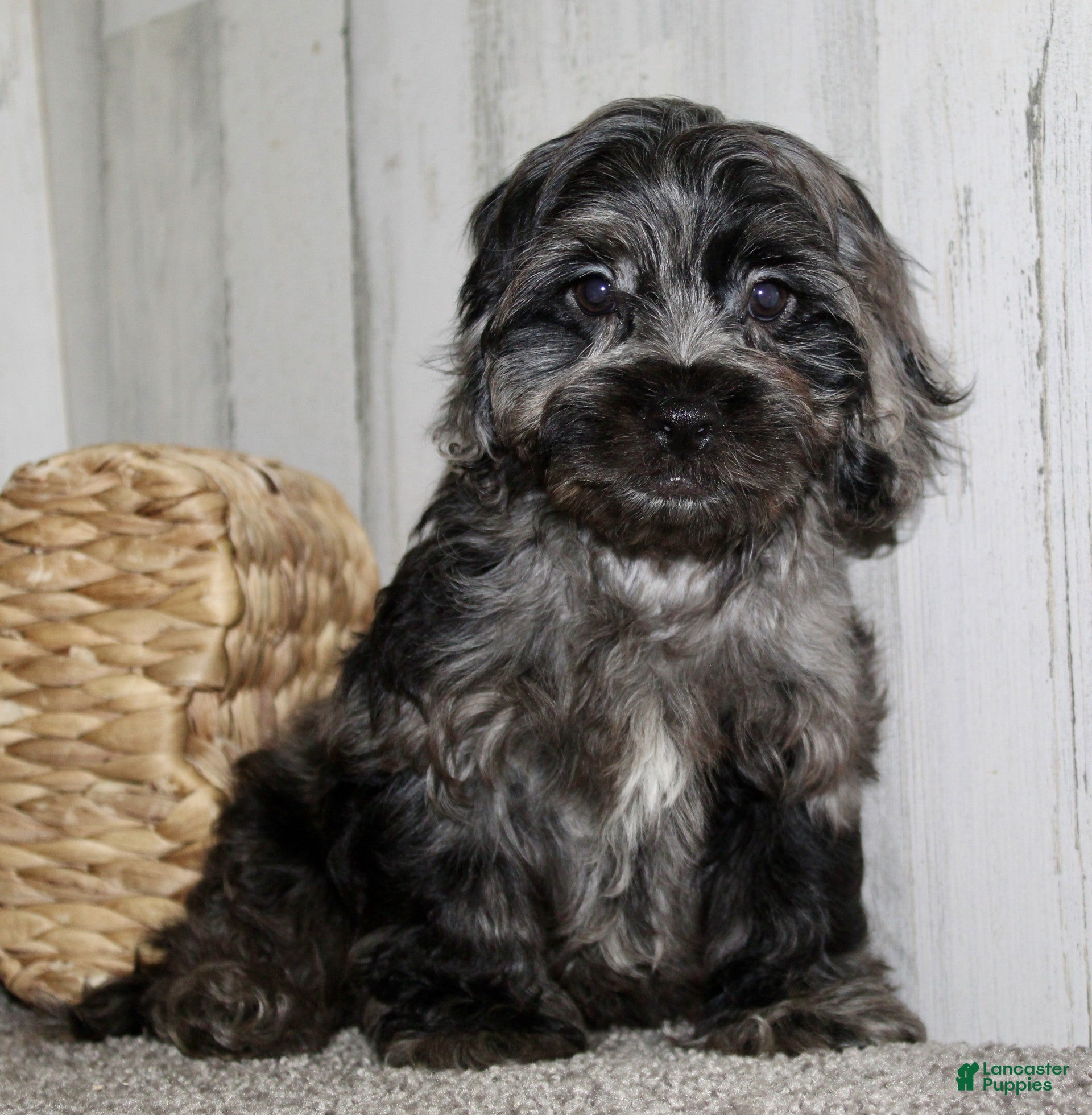 Cockapoo dogs Cain - Ad 2