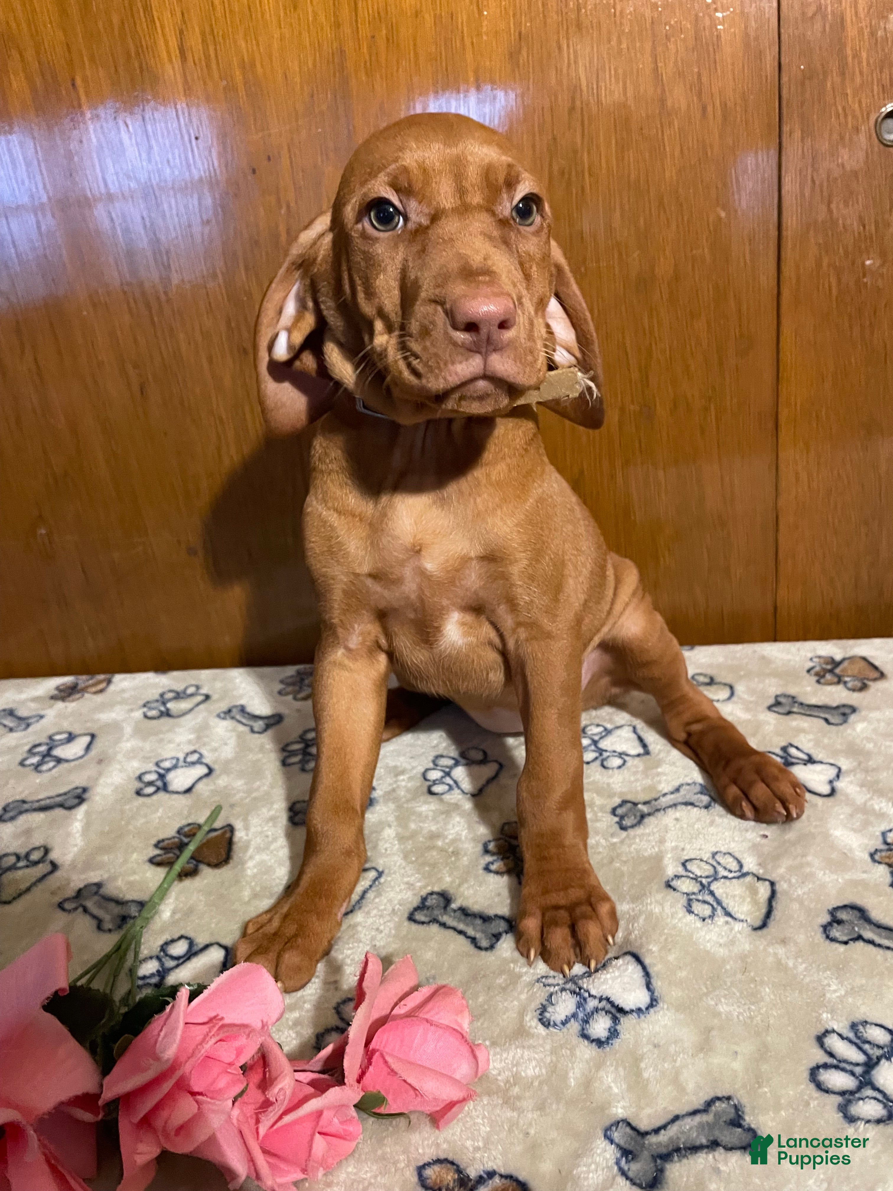 Vizsla dogs Eden - Ad 25