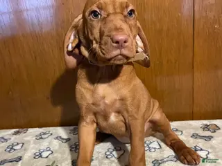 Vizsla dogs Eden - Ad 24