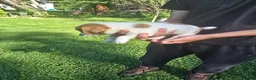 Jack Russell Terrier dogs for sale: Jack Russell Terrier 4 - Ad 12