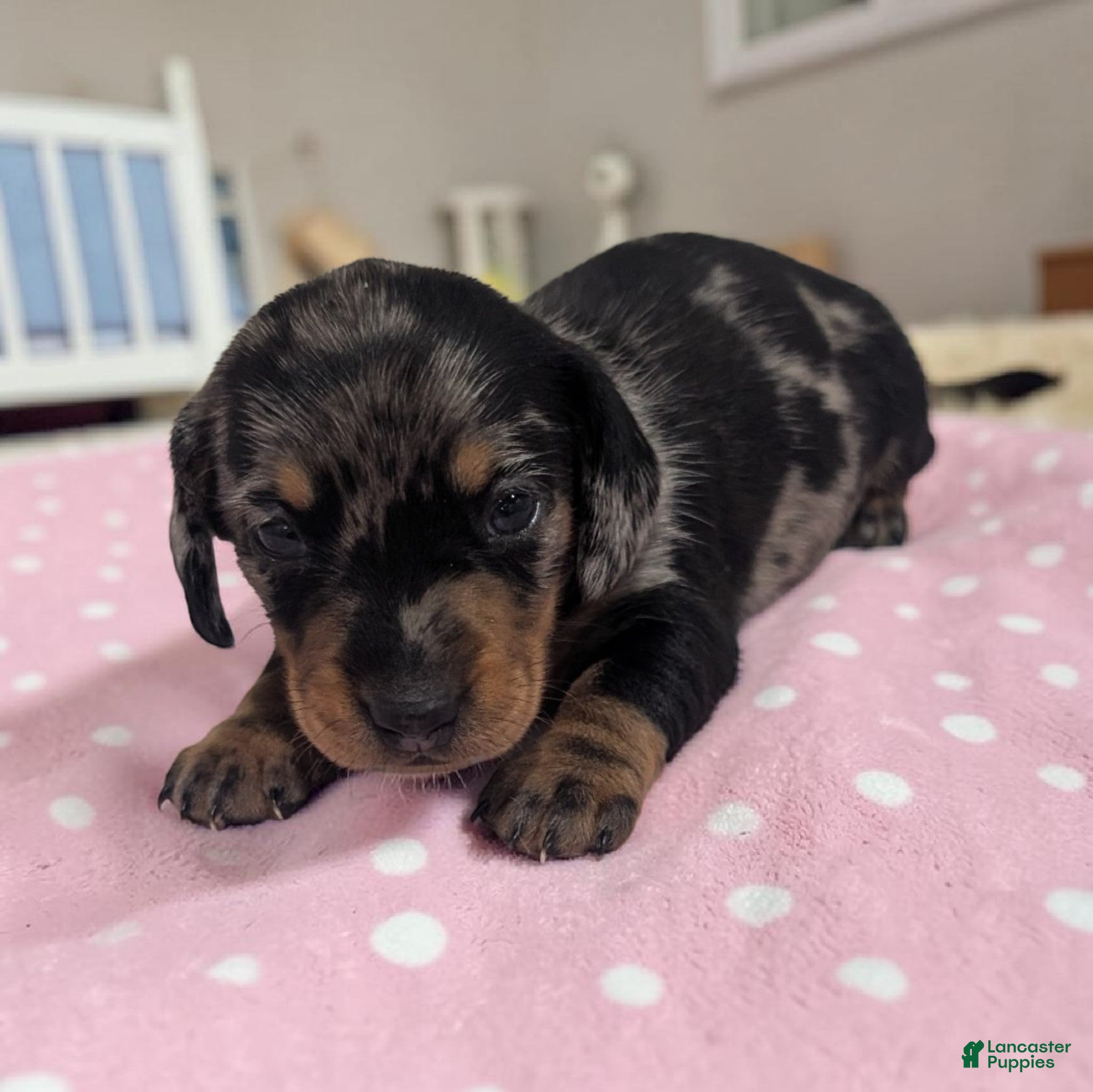 Miniature Dachshund dogs Scarlet - Ad 1
