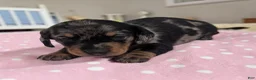 Miniature Dachshund dogs for sale: Scarlet - Ad 1