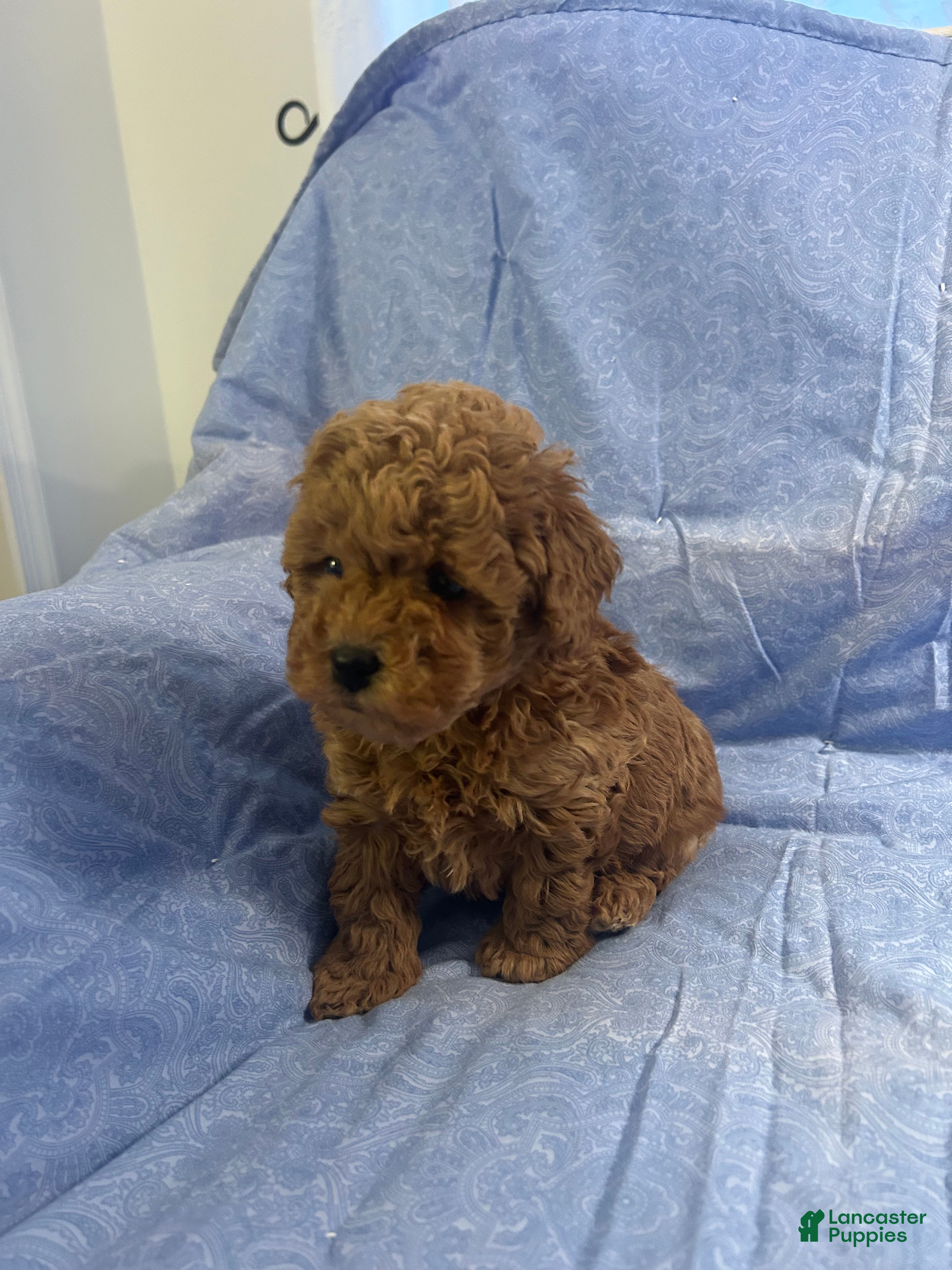Maltipoo dogs Sammy - Ad 1