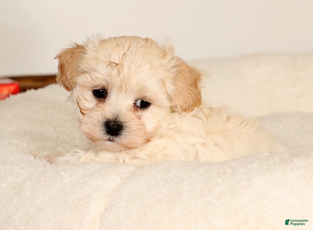 Maltipoo dogs for sale: Danny - Ad 3
