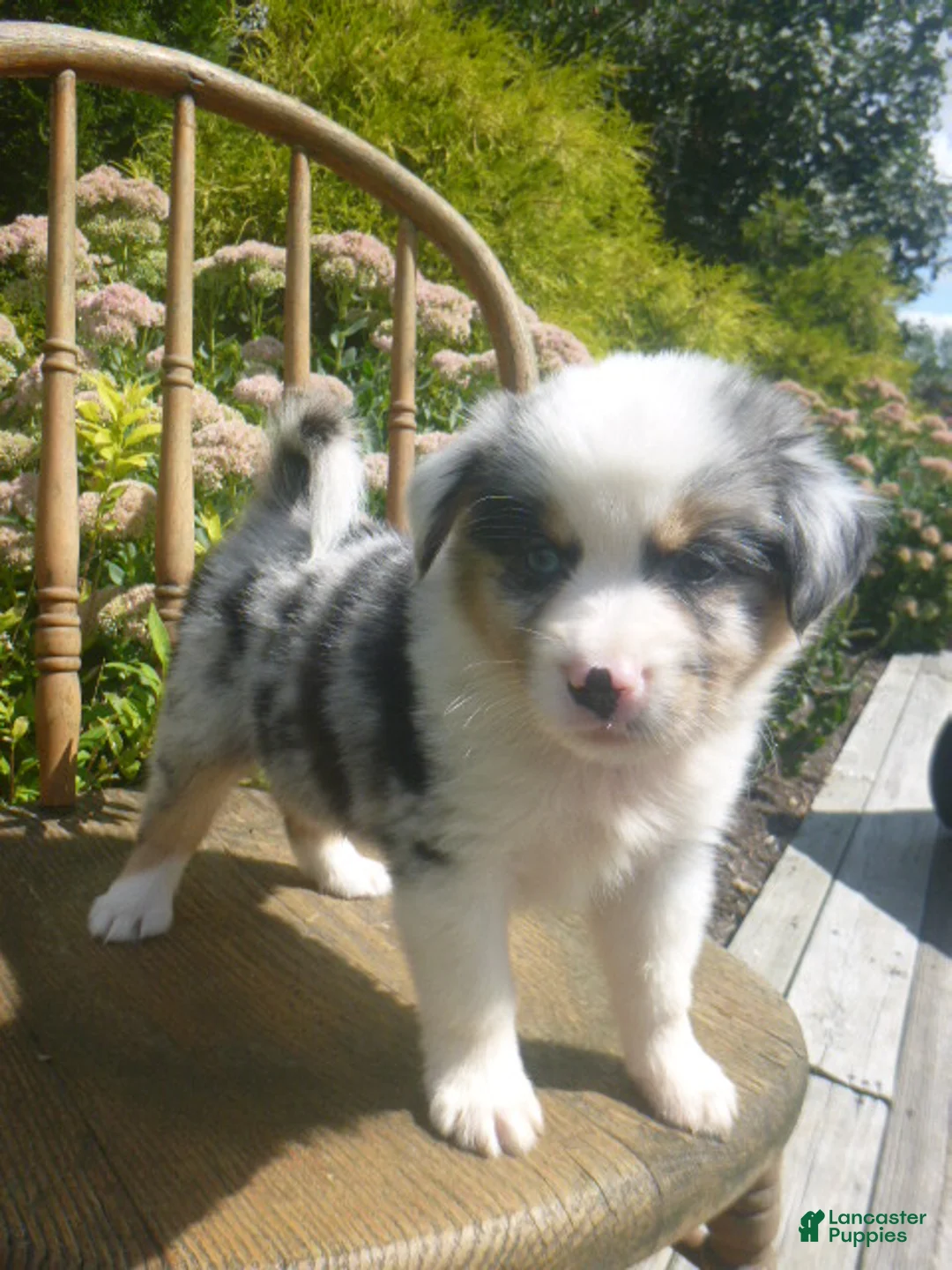 Miniature Australian Shepherd dogs for sale: Ashton - Ad 6