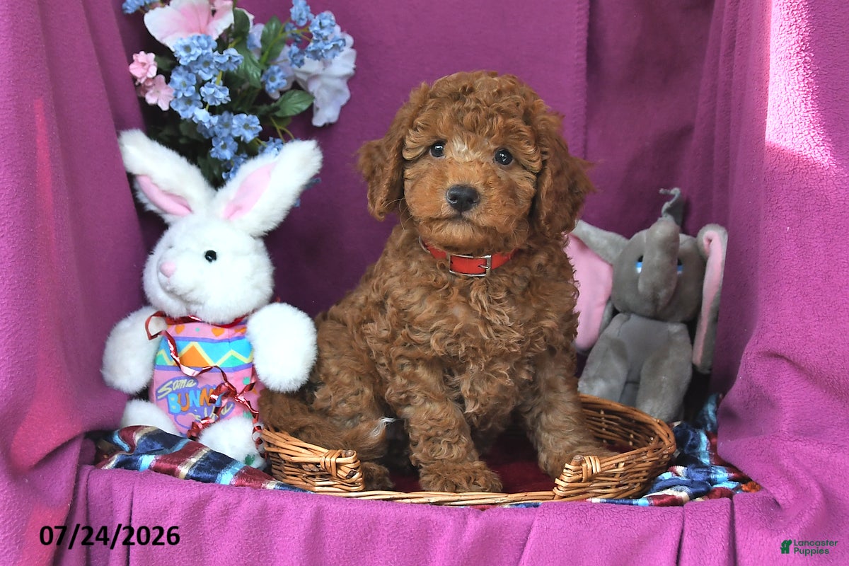 Mini Goldendoodle dogs Commet - Ad 1