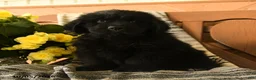 Newfoundland dogs for sale: Milkyway - Ad 2