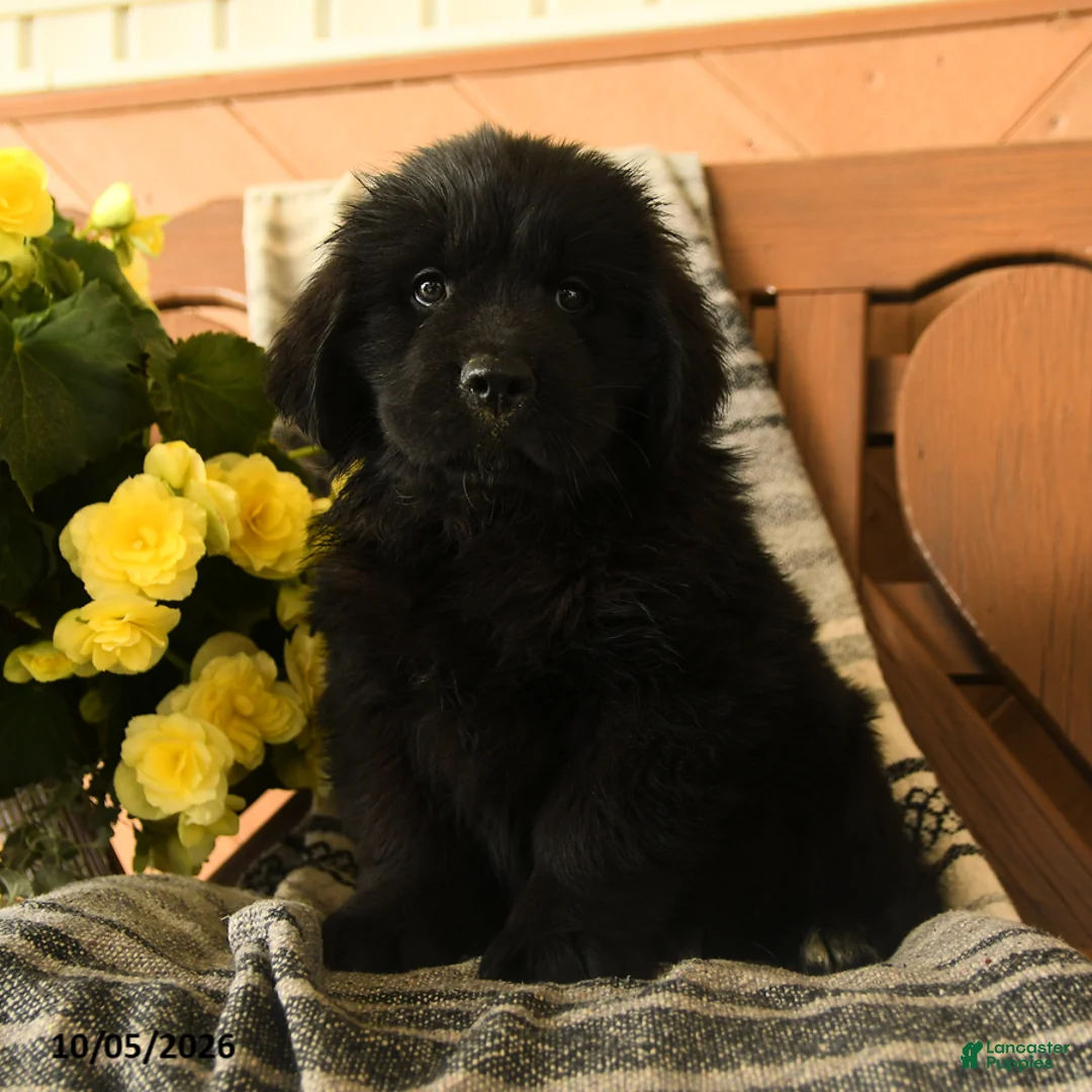 Newfoundland dogs for sale: Milkyway - Ad 2