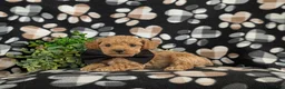 Bichpoo dogs for sale: Parkinson 9 lbs Full Grown - Ad 4
