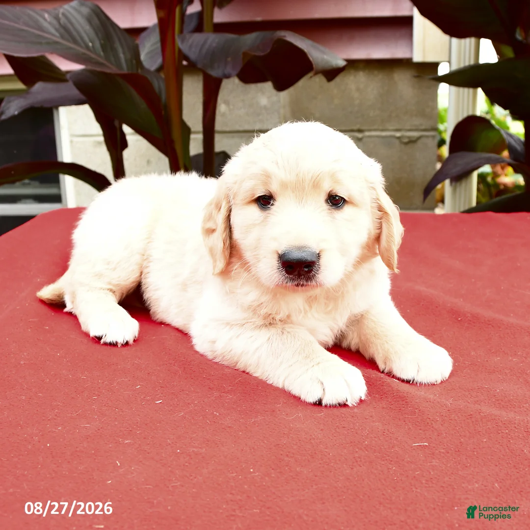 Golden Retriever dogs for sale: Cotton - Ad 2
