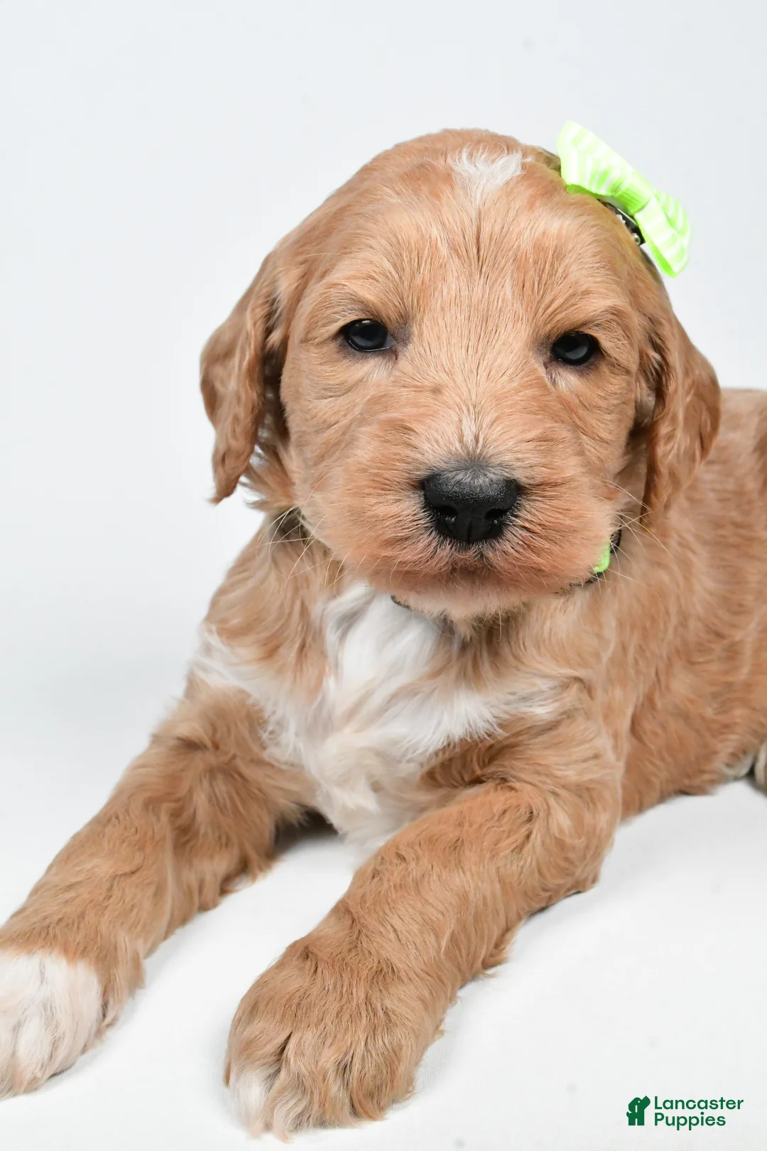 Standard Poodle dogs for sale: Freddy - Ad 4