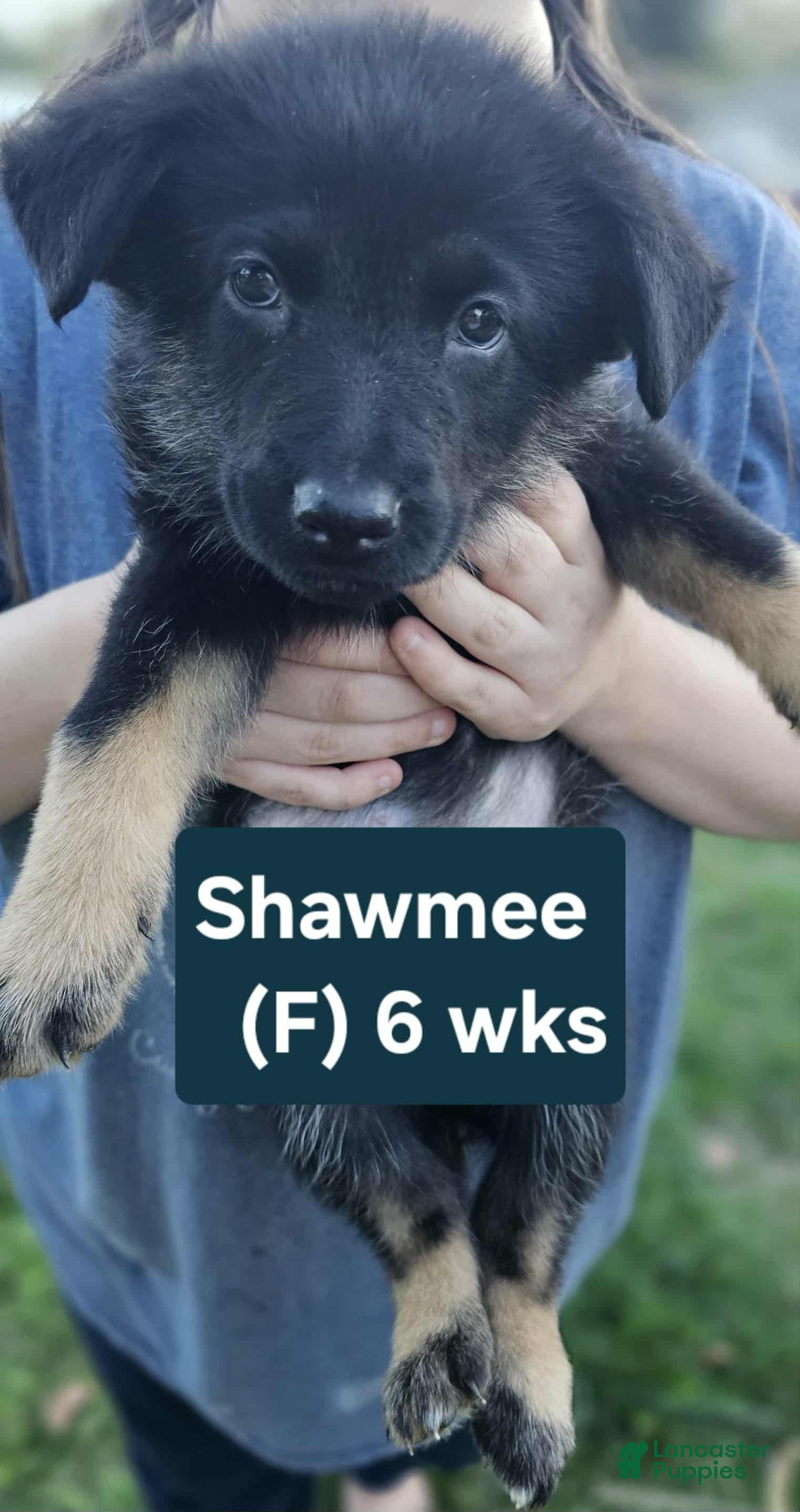 Siberian Husky Puppies for sale Lancaster Puppies