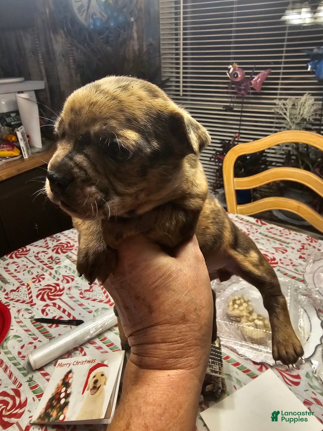 Mixed Breed dogs for sale: Frenchton Skittles - Ad 3
