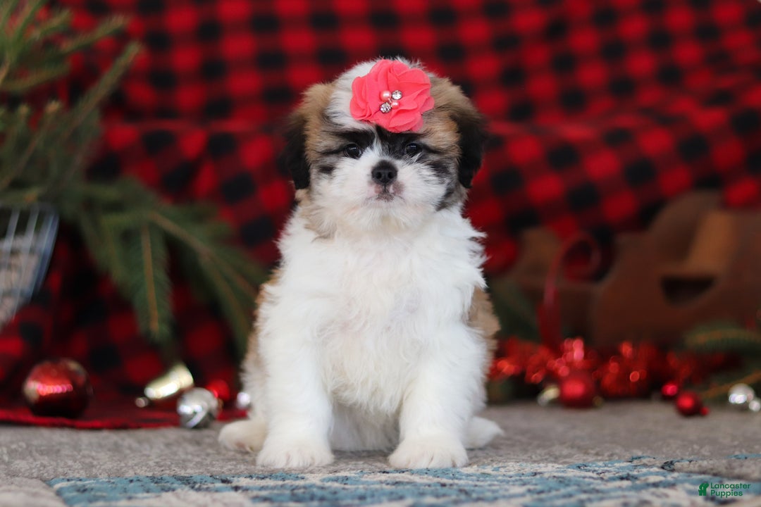 Lhasa Apso dogs for sale: Rosie - Ad 4