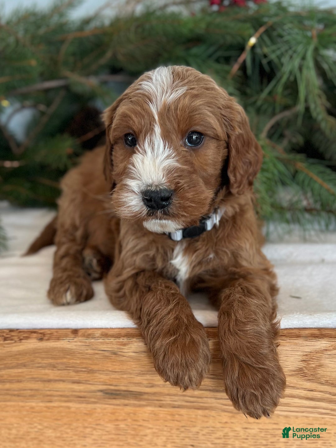 Irish Doodle dogs for sale: Asher - Ad 12