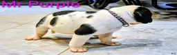 Presa Canario dogs for sale: Mr Neon  - Ad 44