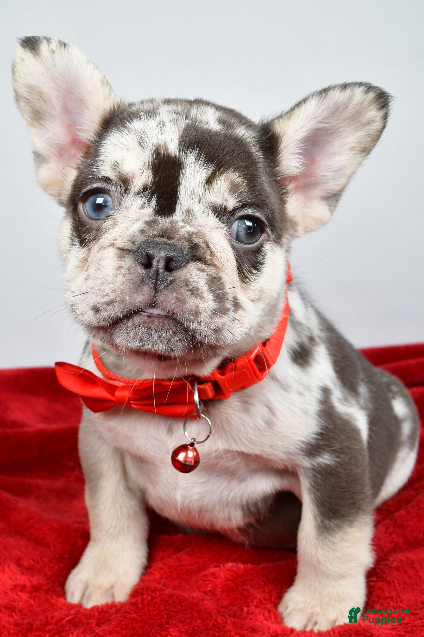 French Bulldog dogs Otis  - Ad 1