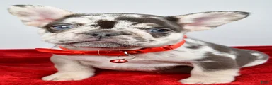 Otis 