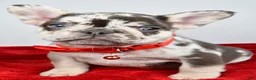 French Bulldog dogs for sale: Otis  - Ad 1