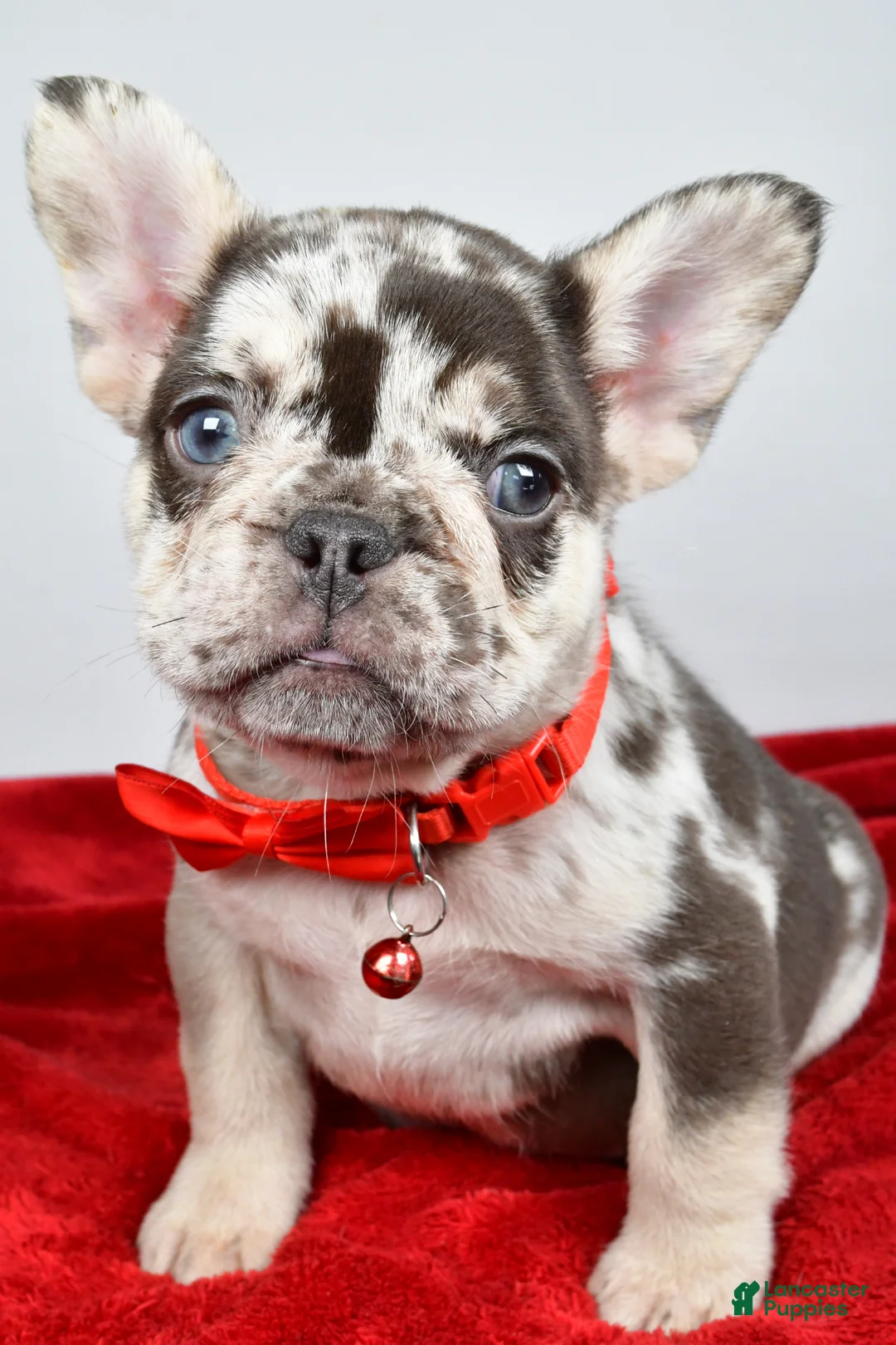 French Bulldog dogs for sale: Otis  - Ad 1