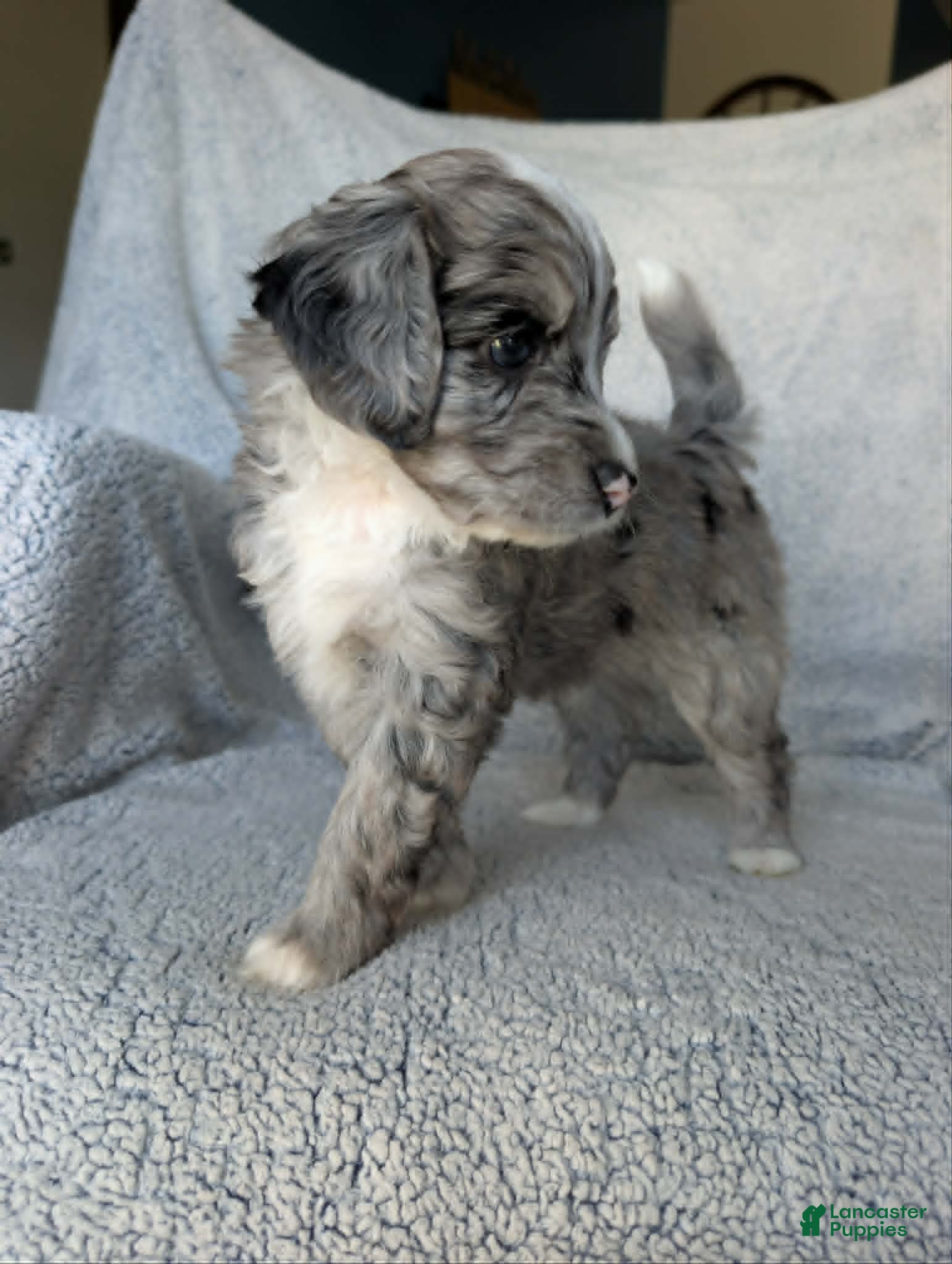 Mixed Breed dogs for sale: Smokey  - Ad 6
