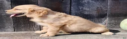 Miniature Golden Retriever dogs for sale: Maxx Male Mini Golden Retriever - Ad 4