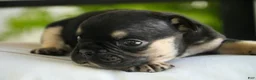French Bulldog dogs for sale: Finn French Bulldog  - Ad 6