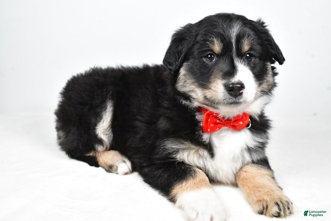 Miniature Australian Shepherd dogs for sale: Robby - Ad 5