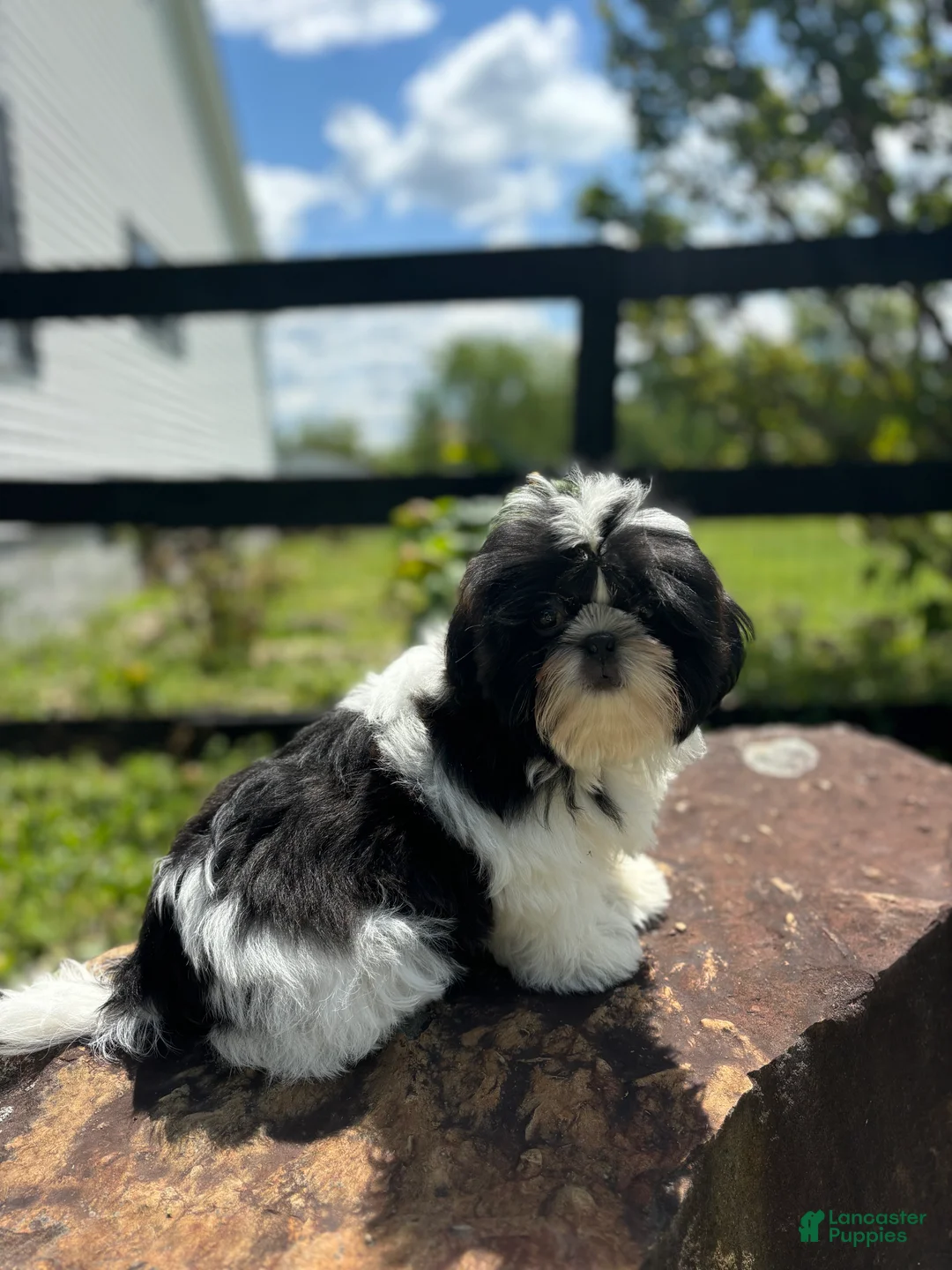 Shih Tzu dogs for sale: Max - Ad 2