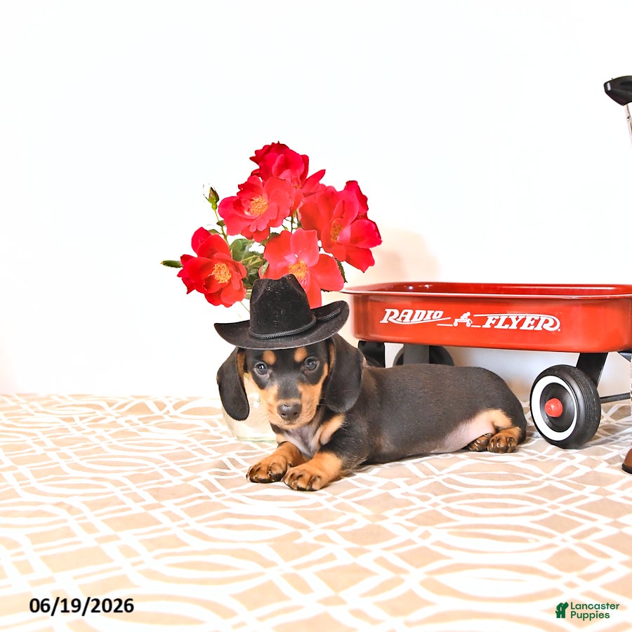 Miniature Dachshund dogs Stevey - Ad 2