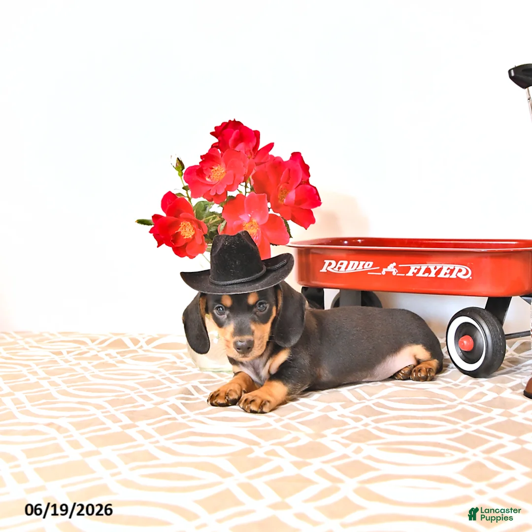 Miniature Dachshund dogs for sale: Stevey - Ad 2