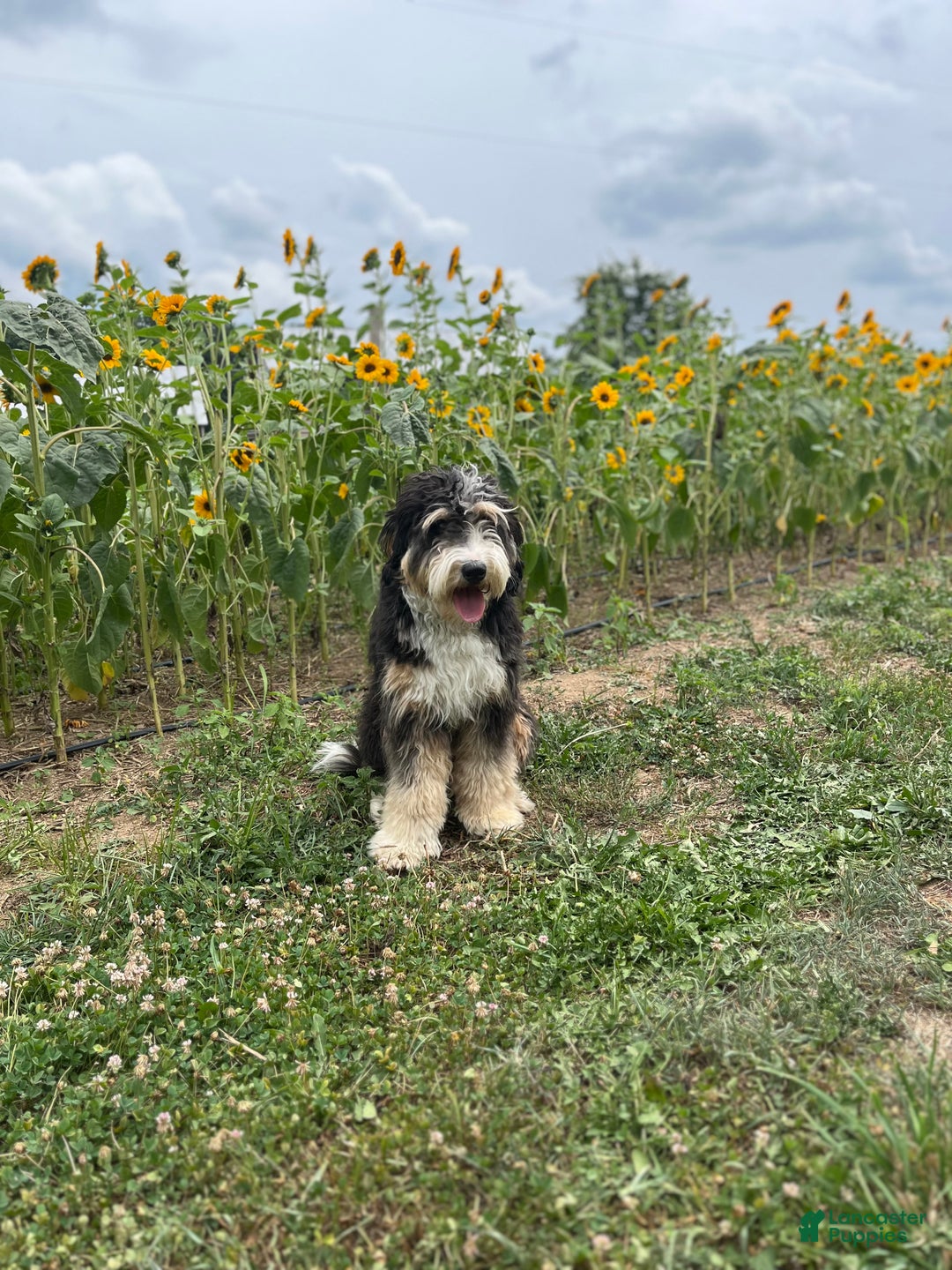 Mini Bernedoodle dogs for sale: Caramel - Ad 7