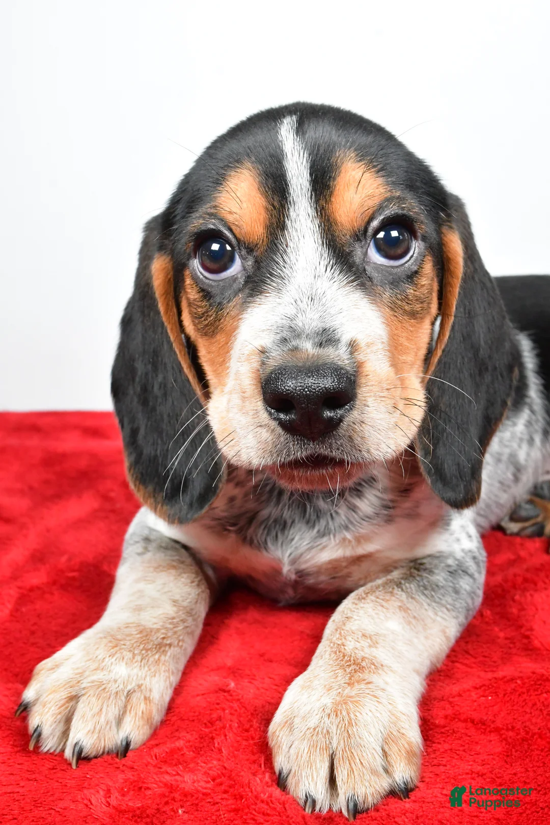Beagle dogs for sale: Ronald - Ad 8
