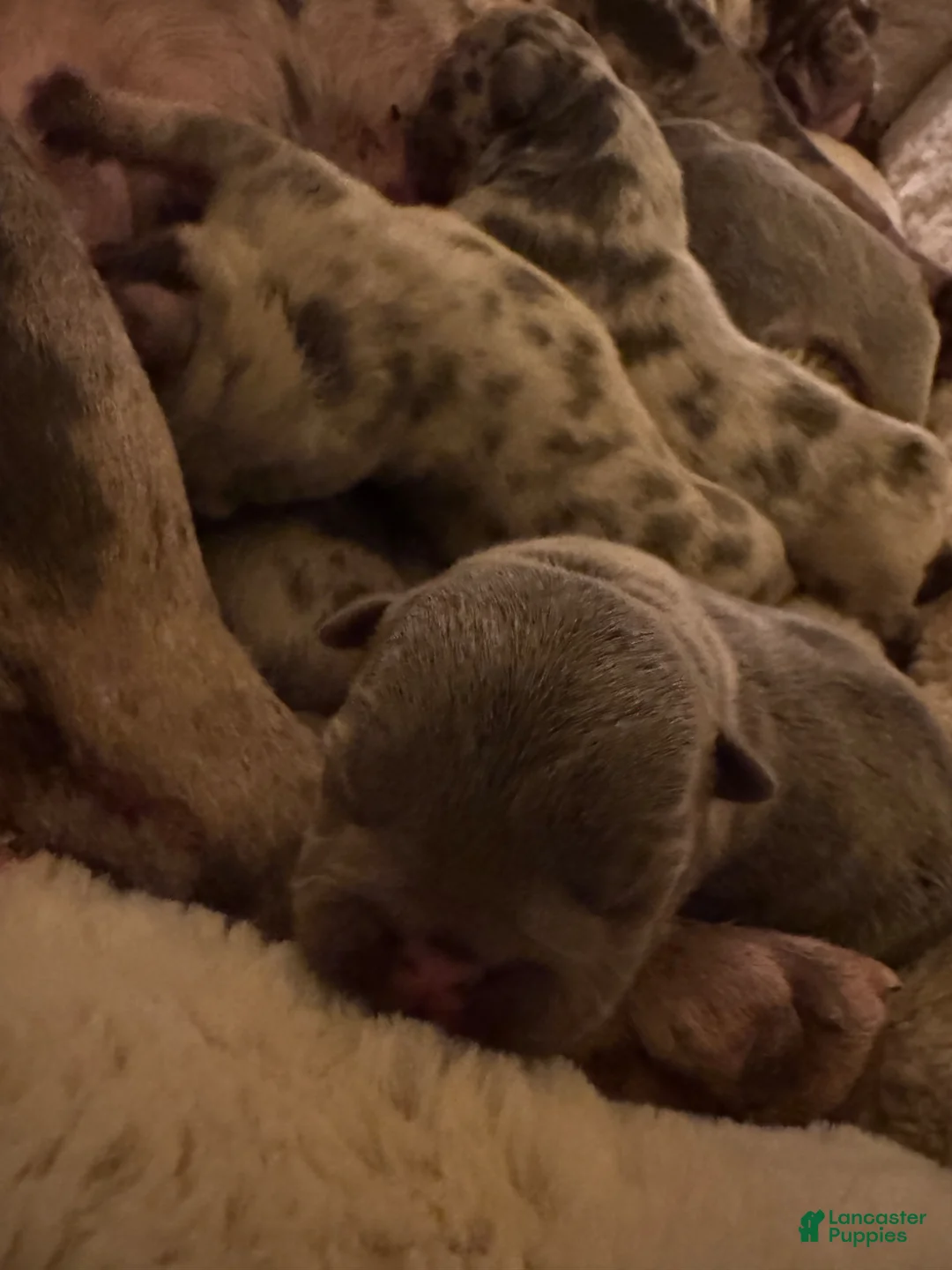 French Bulldog dogs for sale: Atlas - Ad 8