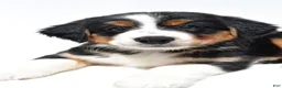 Australian Shepherd dogs for sale: Muffy - Ad 7