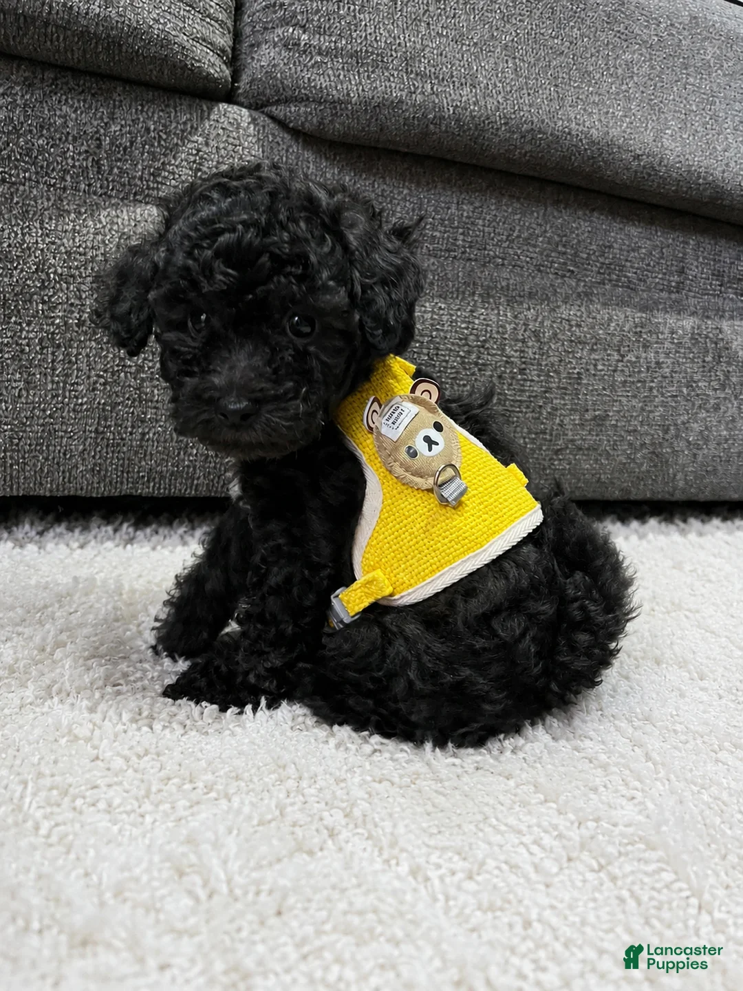 Toy Poodle dogs for sale: Roy - Ad 1