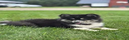 Pomsky dogs for sale: Claudia - Ad 2