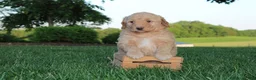 Mini Goldendoodle dogs for sale: Sadie - Ad 3