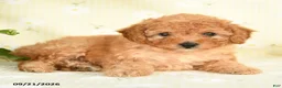 Toy Poodle dogs for sale: Jamie - Ad 4