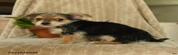 Morkie dogs for sale: Norman - Ad 4