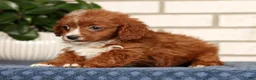 Cavapoo dogs for sale: Duane - Ad 5