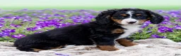 Mini Bernedoodle dogs for sale: Dahlia - Ad 2