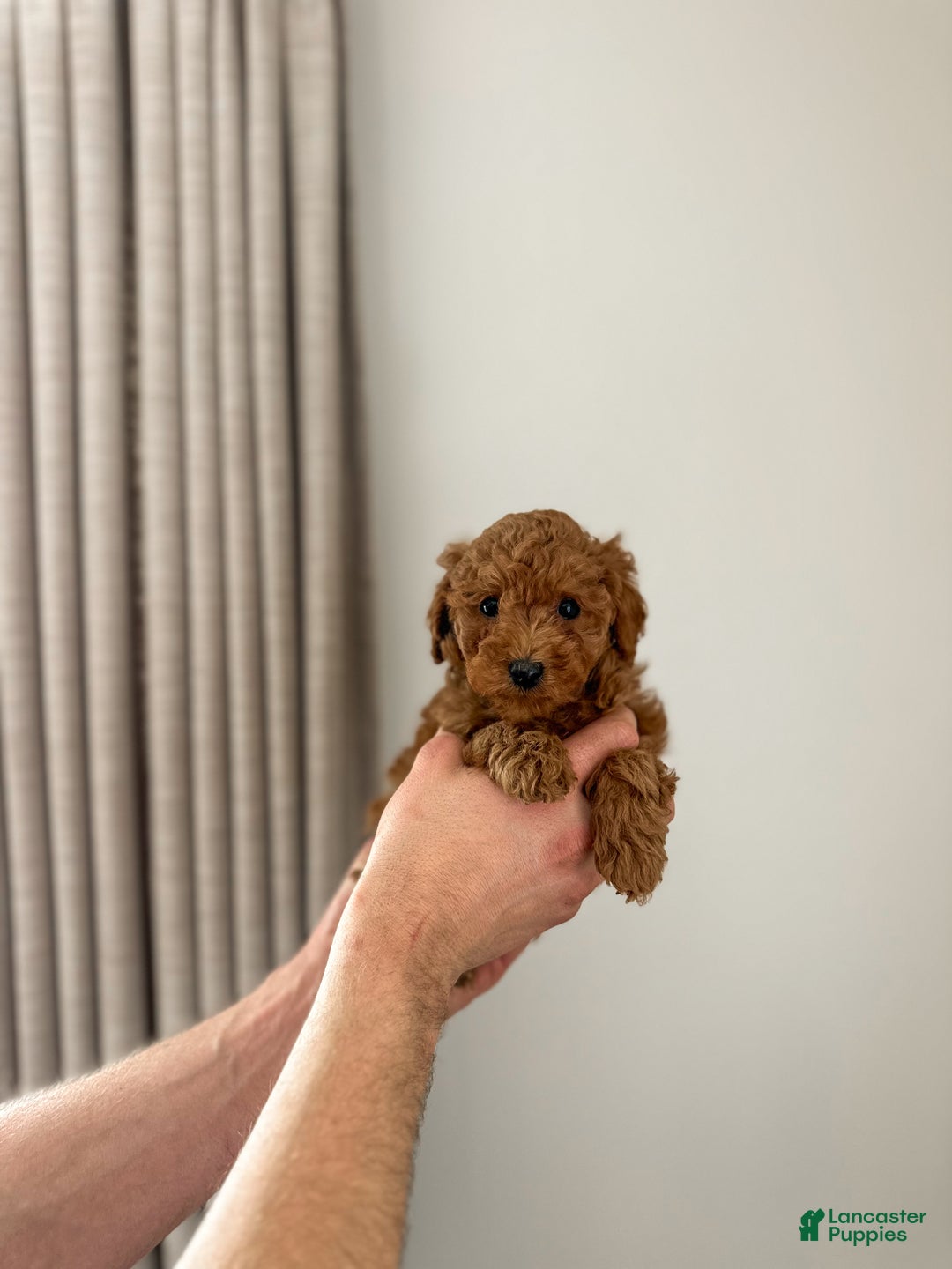 Mini Goldendoodle dogs for sale: Brookes - Ad 2