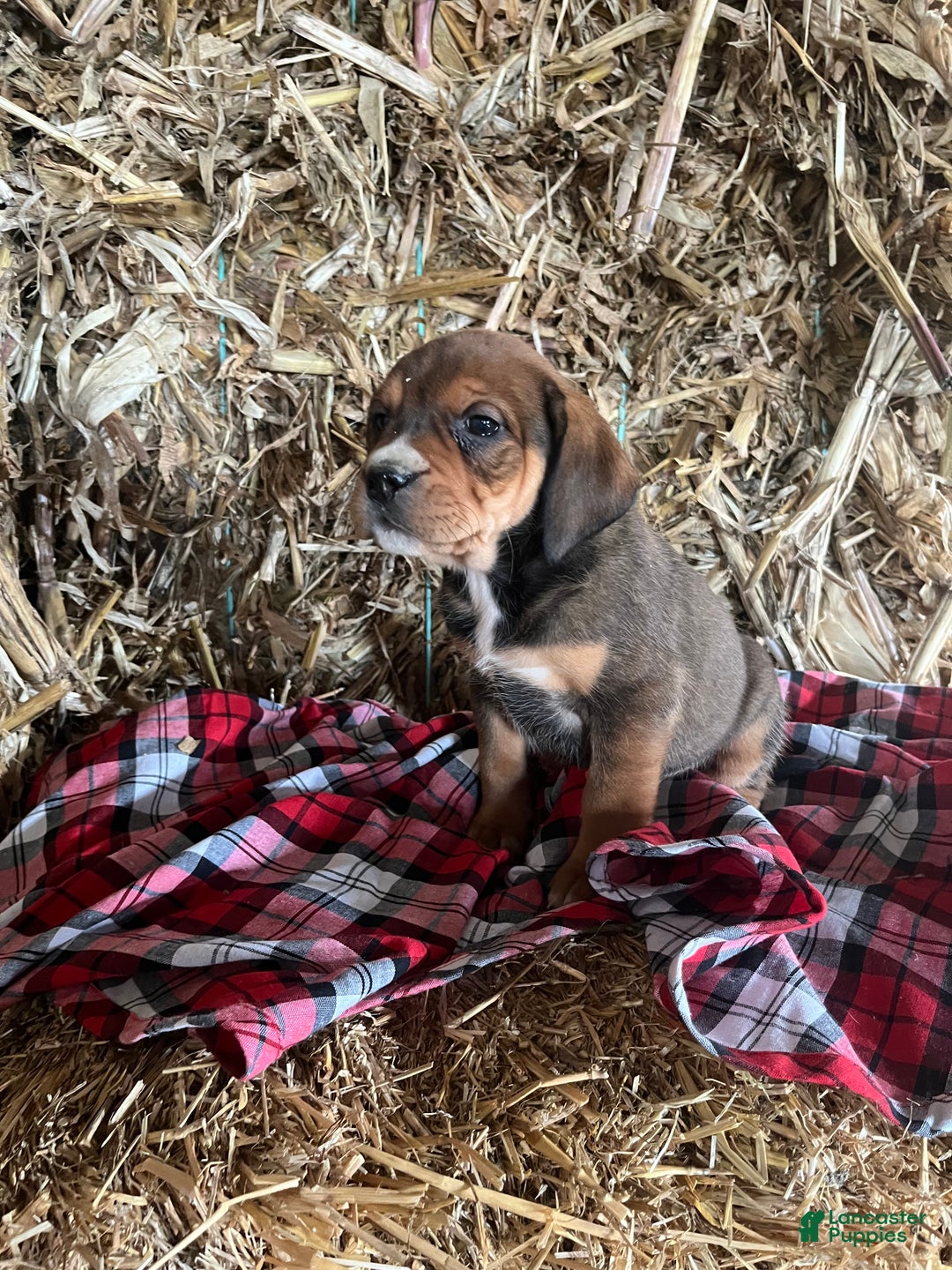 Mixed Breed dogs for sale: Buddy - Ad 2