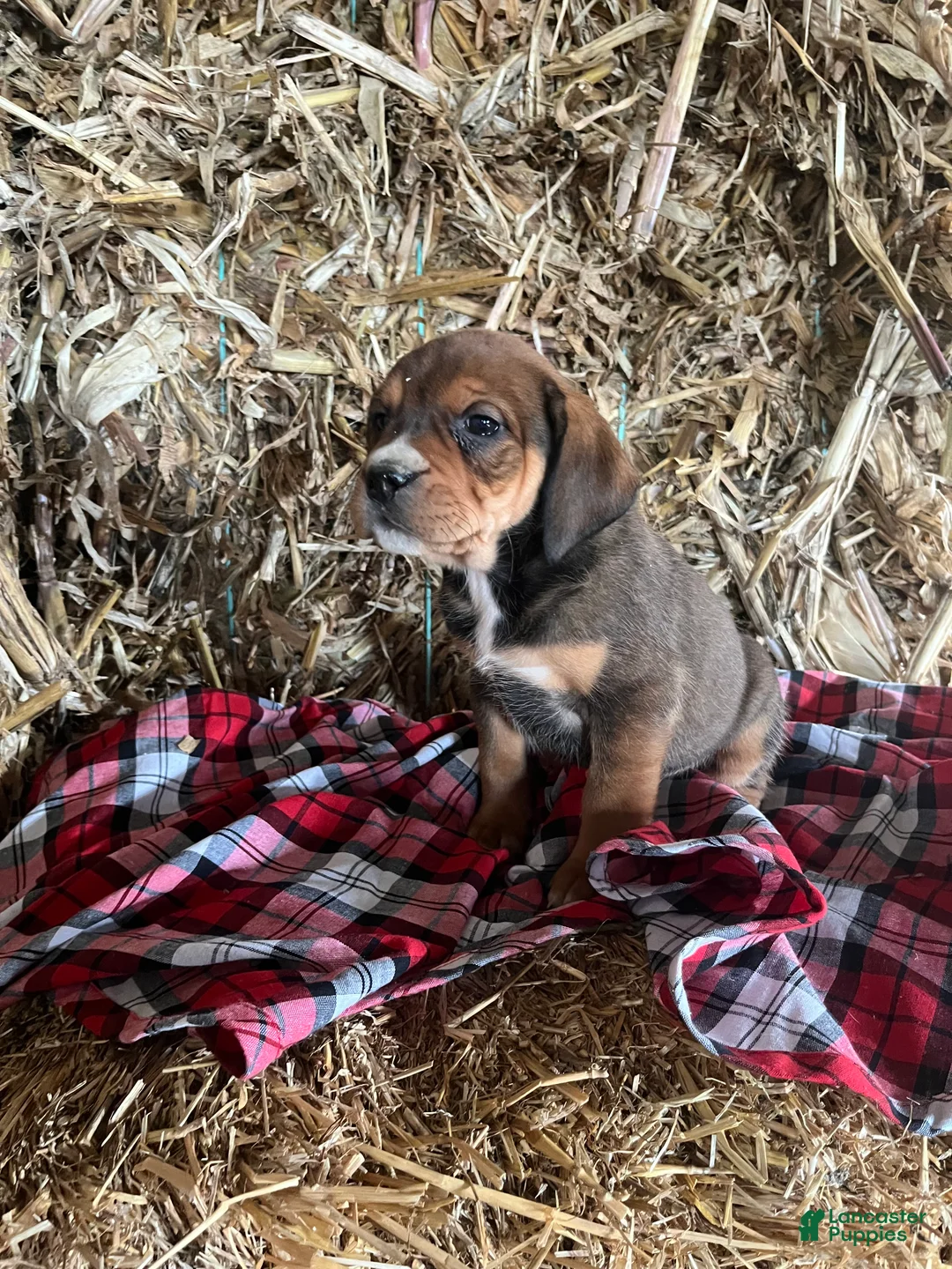 Mixed Breed dogs for sale: Buddy - Ad 2