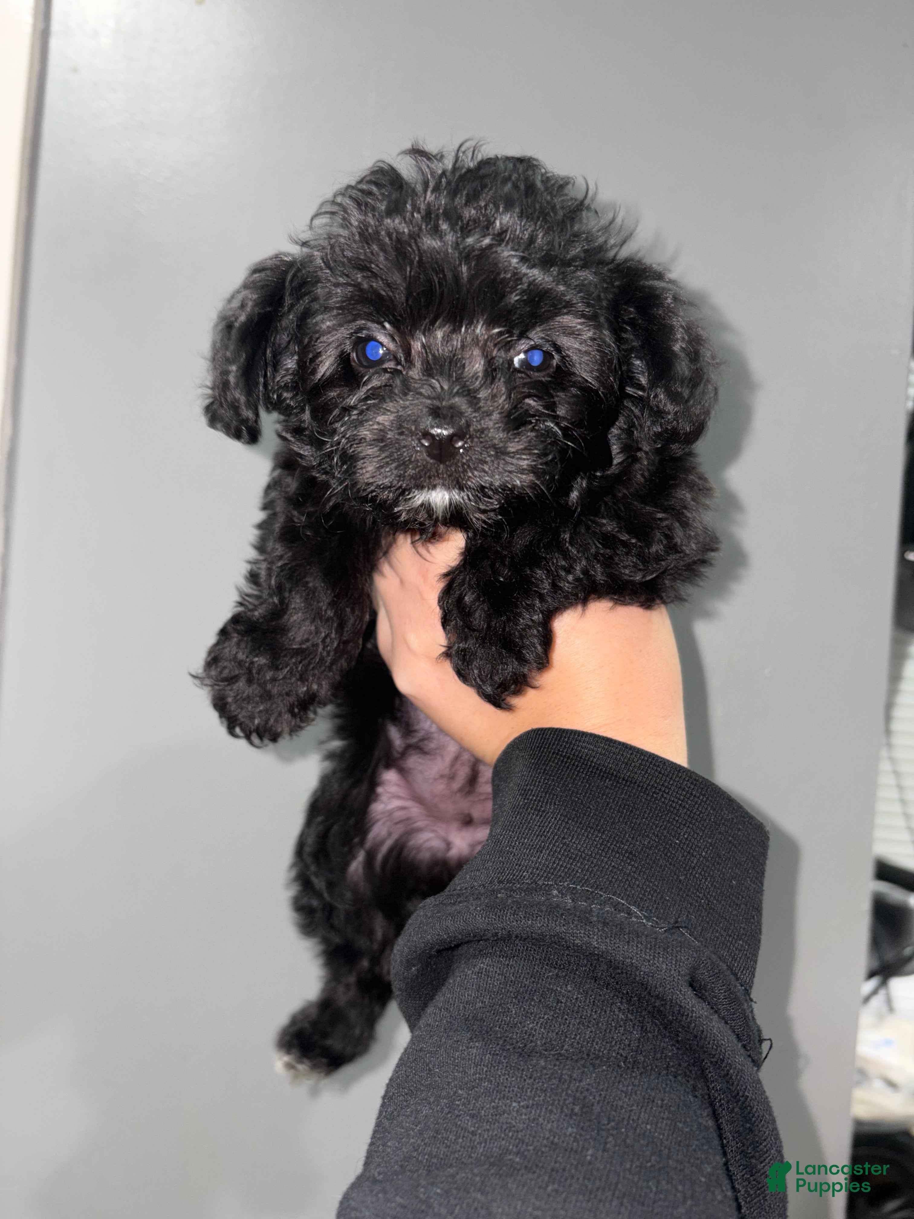 Shihpoo dogs Shihpoo 2 - Ad 1